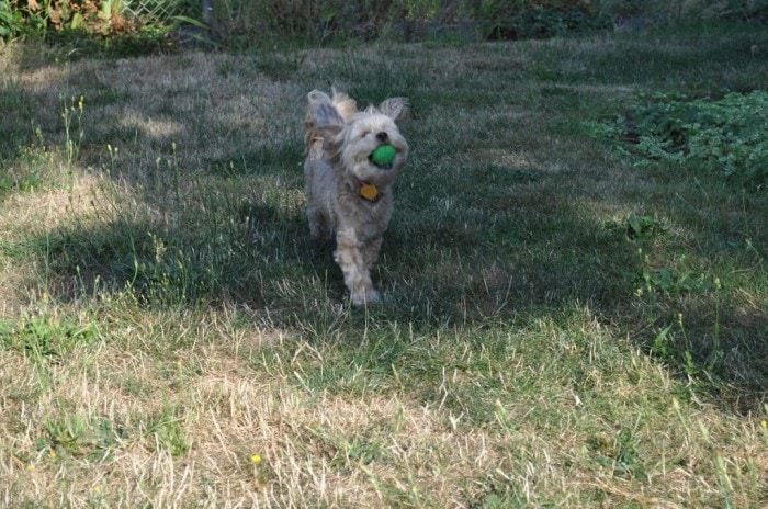Roxy-Playing-Ball-Outisde-on-August-12th-1-
