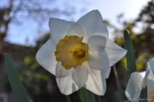 Day 103 - Daffodil