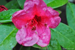 Day 95 - Rhododendron