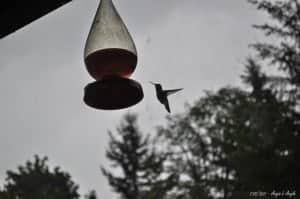 Day 138 - Hummingbird