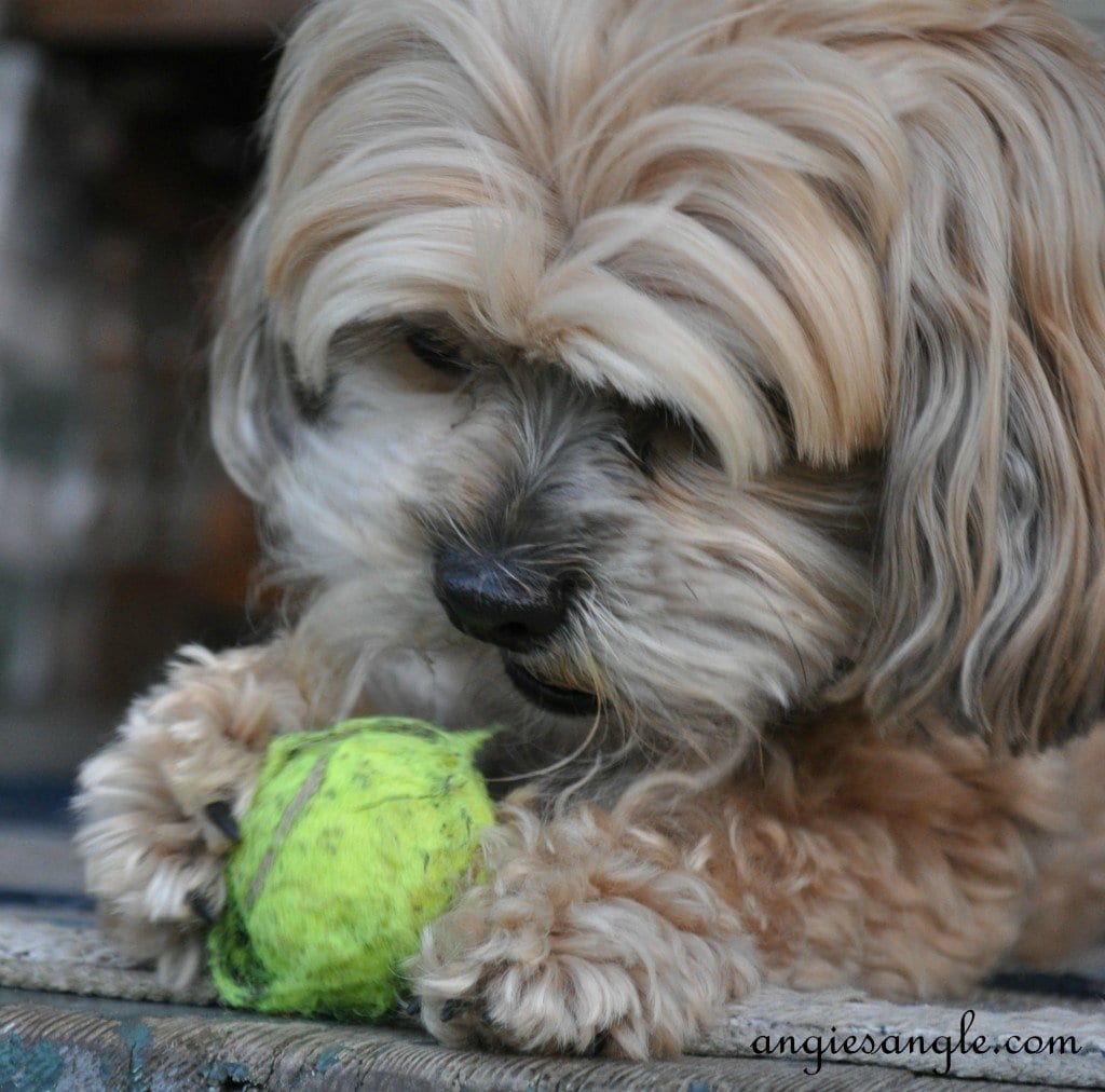 Ball Skilled Puppy - Wordless Wednesday - Roxy Batting the Ball (2)