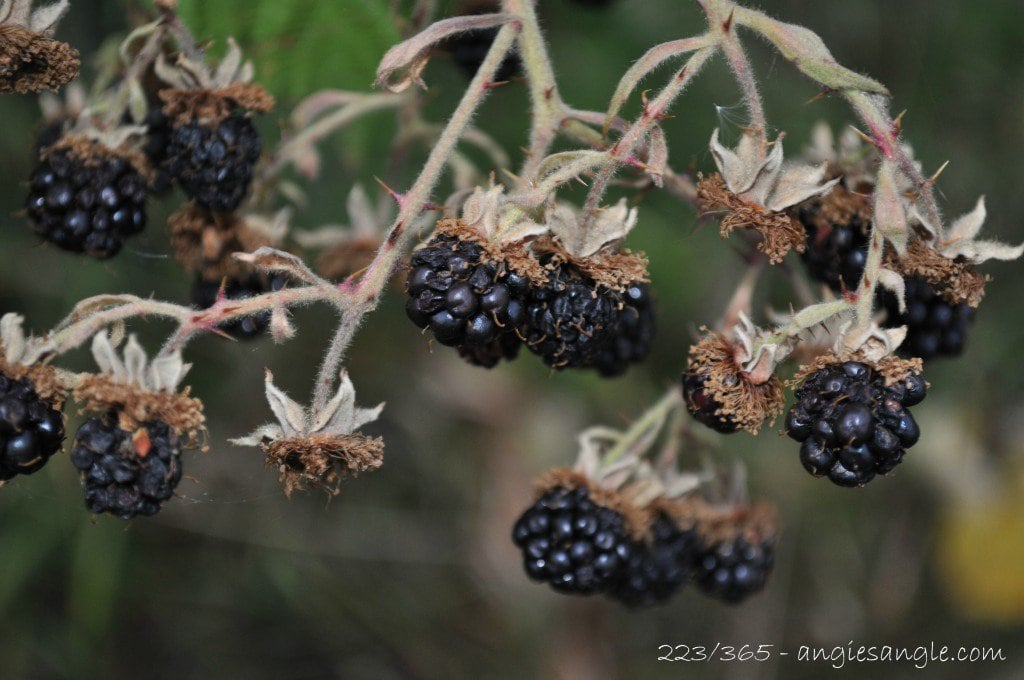 Catch the Moment 365 - Day 223 - Our Blackberries