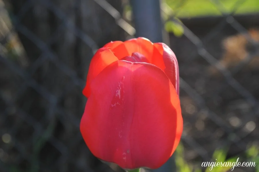 Catch the Moment 365 - Day 99 - Red Tulip