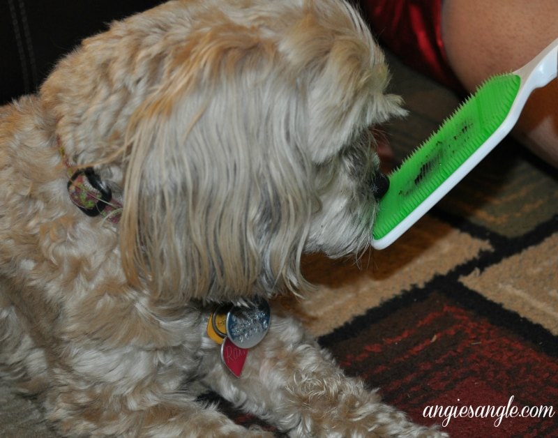 Orapup Dog Tongue Brush Starter Kit - Roxy enjoying it (2)