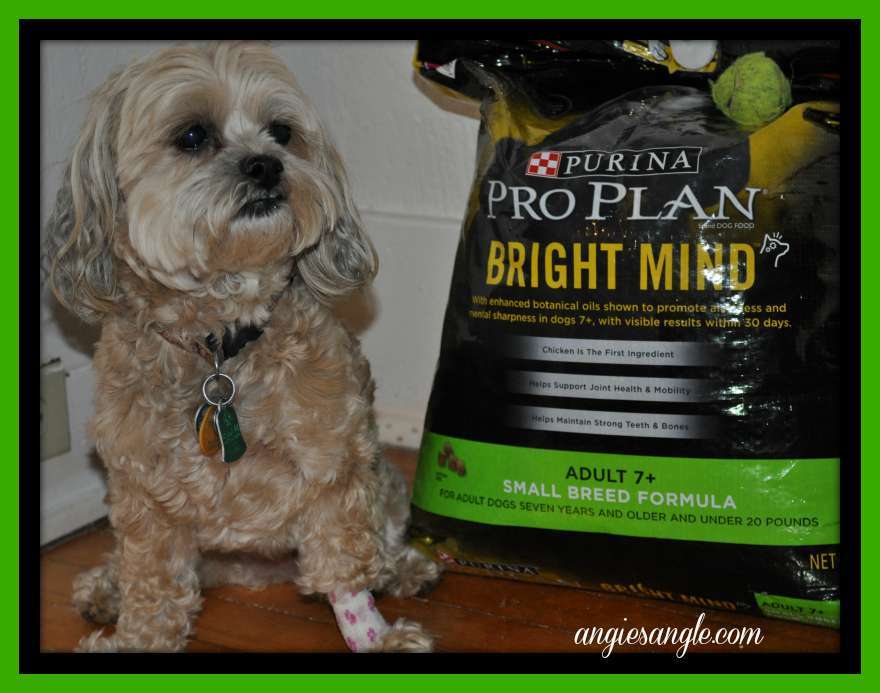 Switching Your Dog To A New Food #BrightMind