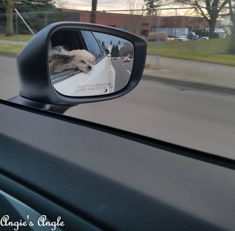 2017 Catch the Moment 365 Week 8 - Day 53 - Roxy cruising in the Mazda CX9