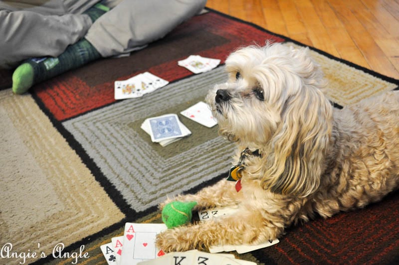 2017 Catch the Moment 365 Week 13 - Day 91 - Roxy in on Game Night