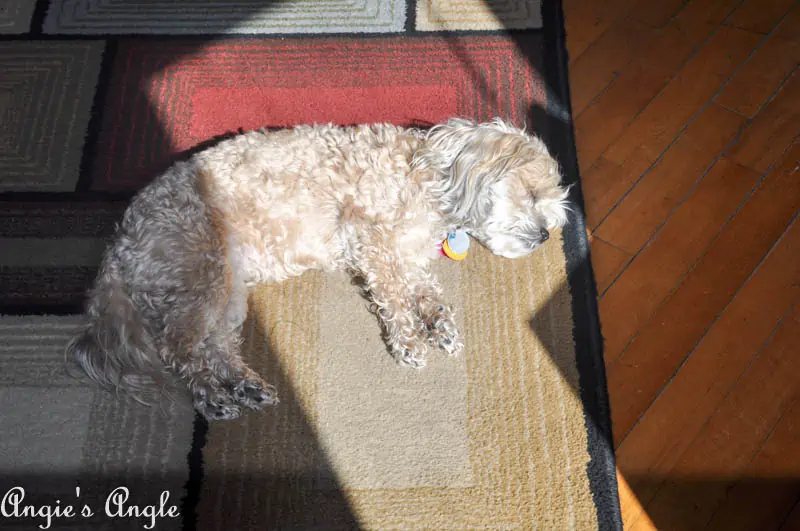 2017 Catch the Moment 365 Week 15 - Day 105 - Laying in the Sun Beams