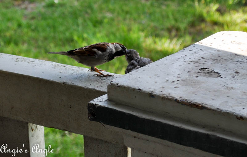 2017 Catch the Moment 365 Week 21 - Day 145 - Baby Bird Getting Fed