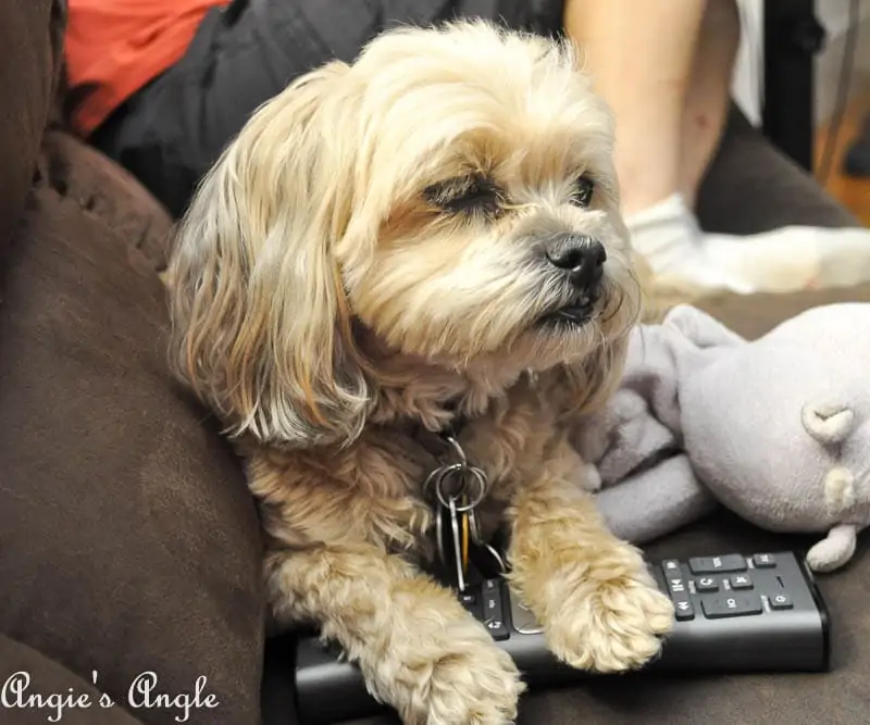 2017 Catch the Moment 365 Week 30 - Day 205 - Roxy Holding the Remote