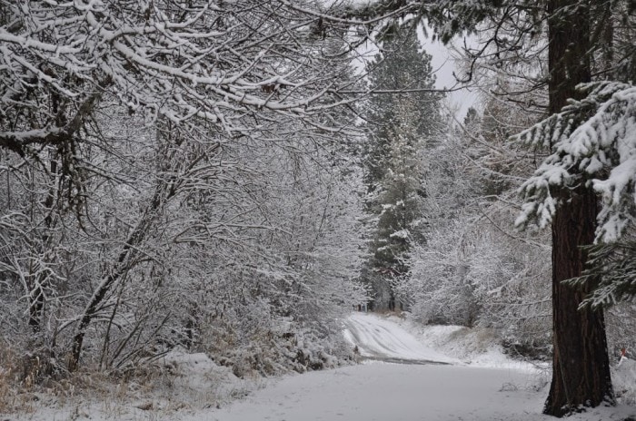 Walking in a Winter Wonderland – Wordless Wednesday