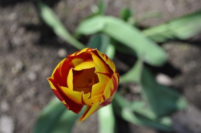 Wordless Wednesday – – Joy of Tulips