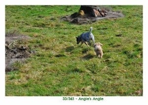 Day 33 - Roxy & Patch Playing - Angie's Angle