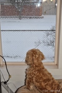 Day 37 - First Day of the Storm - Feb 6th (11) - Angie's Angle