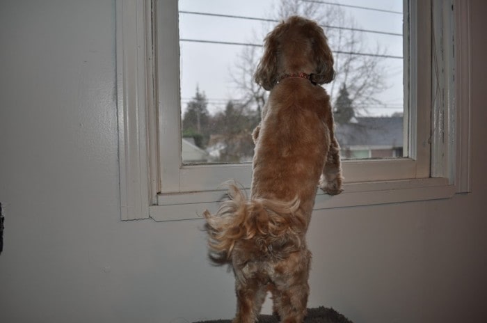 Roxy looking outside - Angie's Angle
