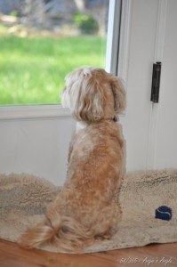 Day 54 - Roxy looking outside - Angie's Angle