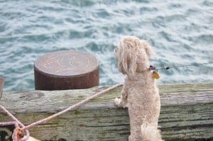 Day 57 - Roxy watching the Sea Lions in Newport