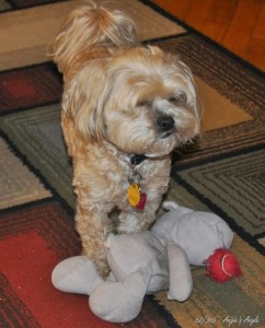 Day 62 - Roxy with both Hippo & Ball