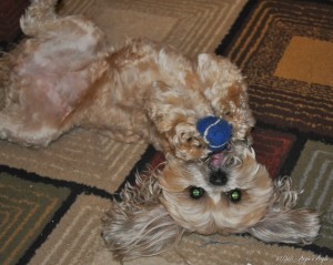 Day 67 - Roxy on her back with her ball CatchTheMoment365