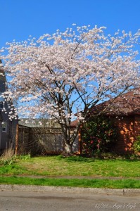 Day 82 - Pretty Spring Tree