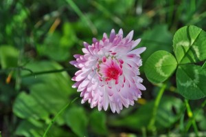 Outside Yard Time on Tuesday (10)