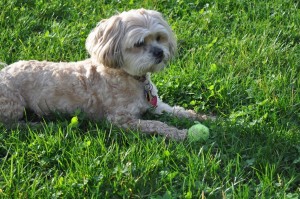 Outside Yard Time on Tuesday (12)