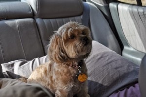 Roxy on the Trip Home - Exhausted (1)