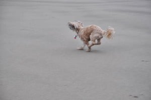 Sunday Beach Trip - Wind and Rain (29)