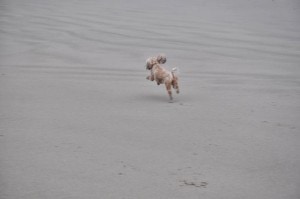 Sunday Beach Trip - Wind and Rain (30)