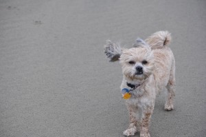 Sunday Beach Trip - Wind and Rain (44)