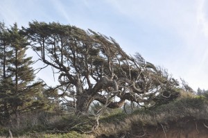 Tuesday Walk & Beach at Devil's Churn (98)