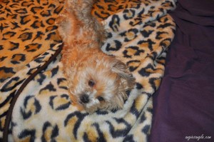 Roxy "helping" make the bed