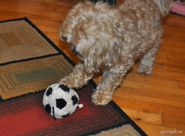 Wordless Wednesday–I Gots the BIG Soccer Ball–I am just like Daddy!