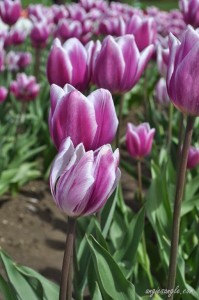 tulip love