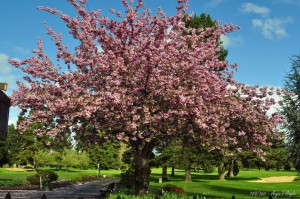 Day 109 - Blooming Tree