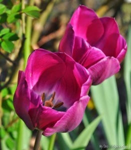 Day 96 - Tulips at the Neighbors