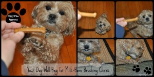 Your Dog Will Beg for Milk-Bone Brushing Chews