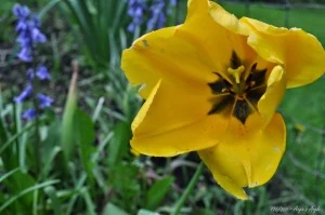 Day 116 - Yellow Tulip