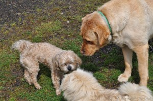 Day 124 - Doggy Meeting