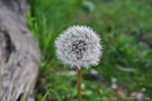 Day 126 - Dandelion