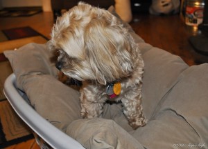 Day 132 - Roxy confused why her bed pillow is in the basket