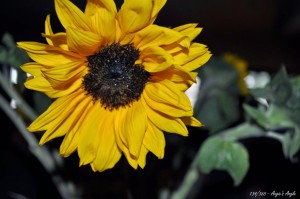 Day 134 - Sunflower