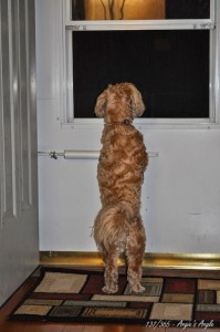 Day 137 - Roxy Looking Out