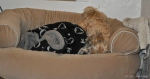 Day 141 - Roxy digging out in her bed