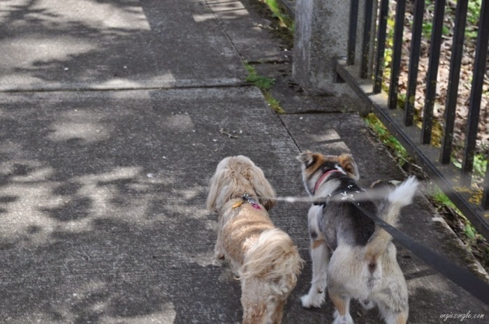 Wordless Wednesday–Roxy taking a Walk with Sam