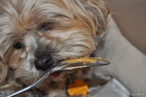 Roxy loves Peanut Butter (1)