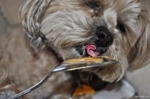 Roxy loves Peanut Butter (2)