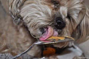 Roxy loves Peanut Butter (3)
