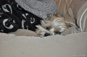 Day 148 - Roxy after digging out in bed