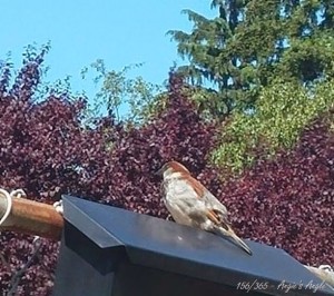 Day 156 - My pet Bird